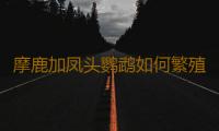 摩鹿加凤头鹦鹉如何繁殖？摩鹿加凤头鹦鹉饲养方法
